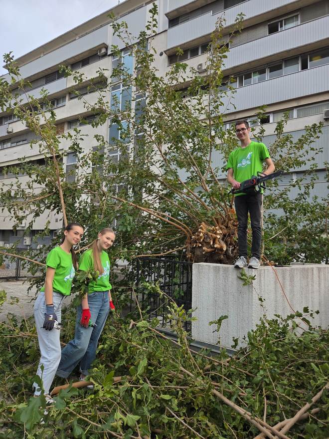 Volonteri raščišćavaju porušeno stablo u gradu